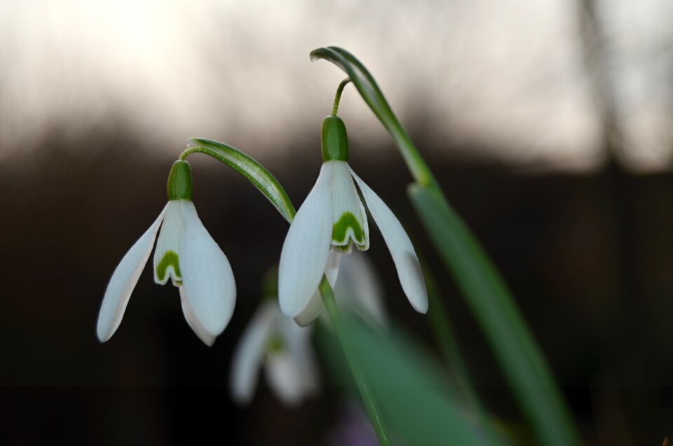 White plants vernal
