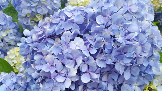 Petal blossom plants