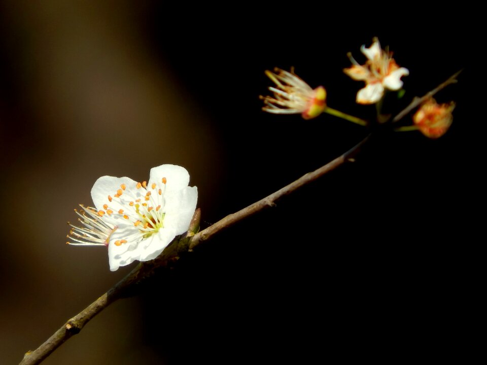 Petal spring white