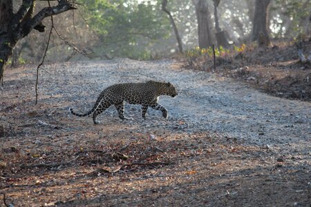 Jungle safari wildlife