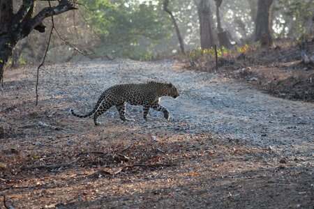 Jungle safari wildlife photo