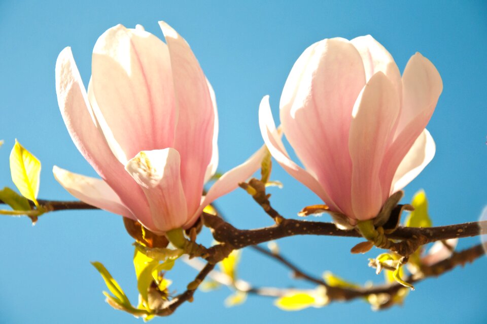 Spring plant pink