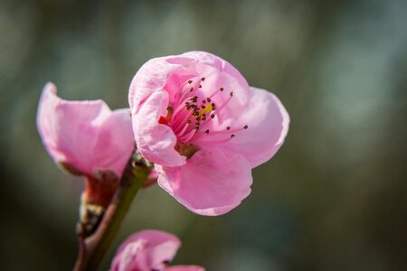 Nectarine nature pink