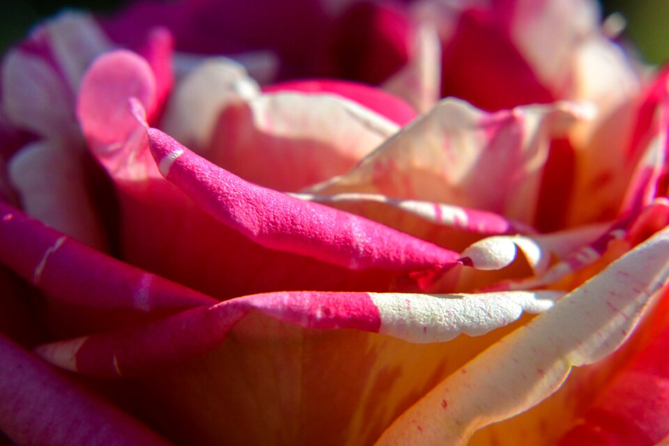Blossom bloom flower