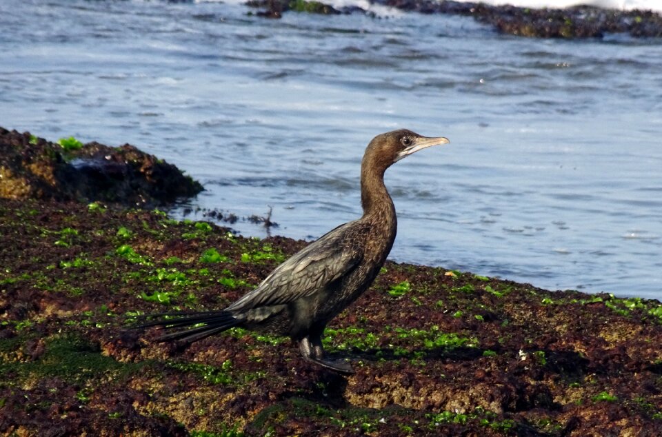 Seabird wildlife sea