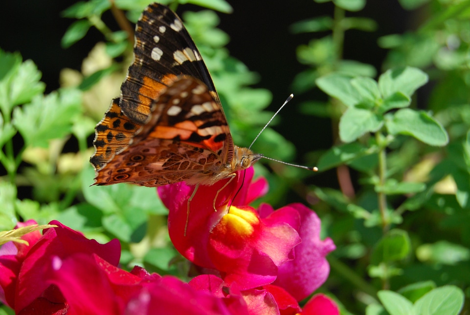 Animal flowers proboscis