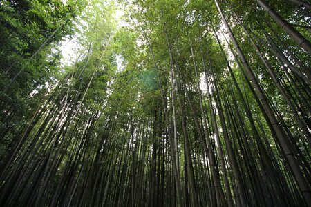 Bamboo forest korea