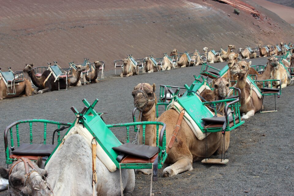 Tourism animal africa
