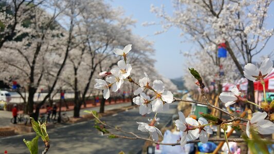 Cherry blossom sunny day festival photo