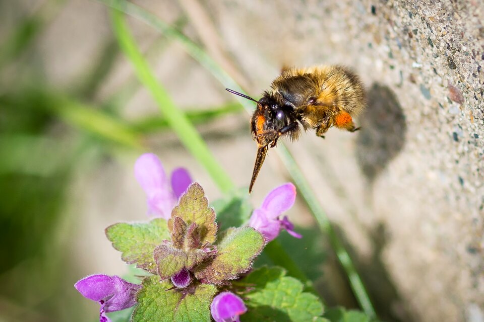 Bloom sprinkle dead nettle