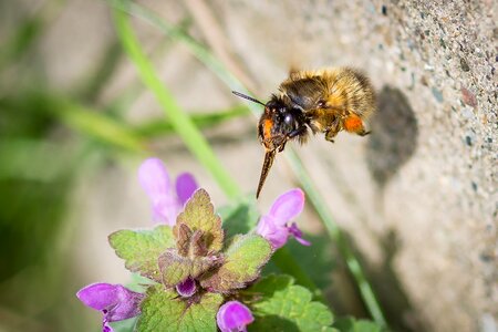 Bloom sprinkle dead nettle photo