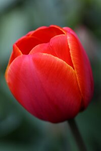 Spring flower nature
