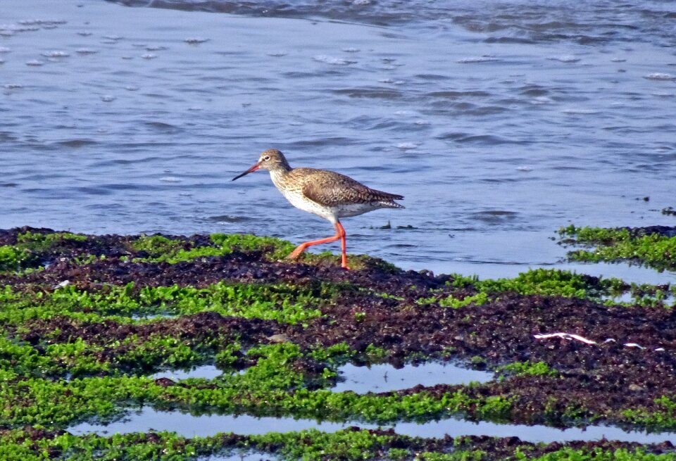 Redshank tringa totanus eurasian wader