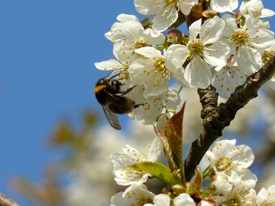 Pollen insect cherry photo