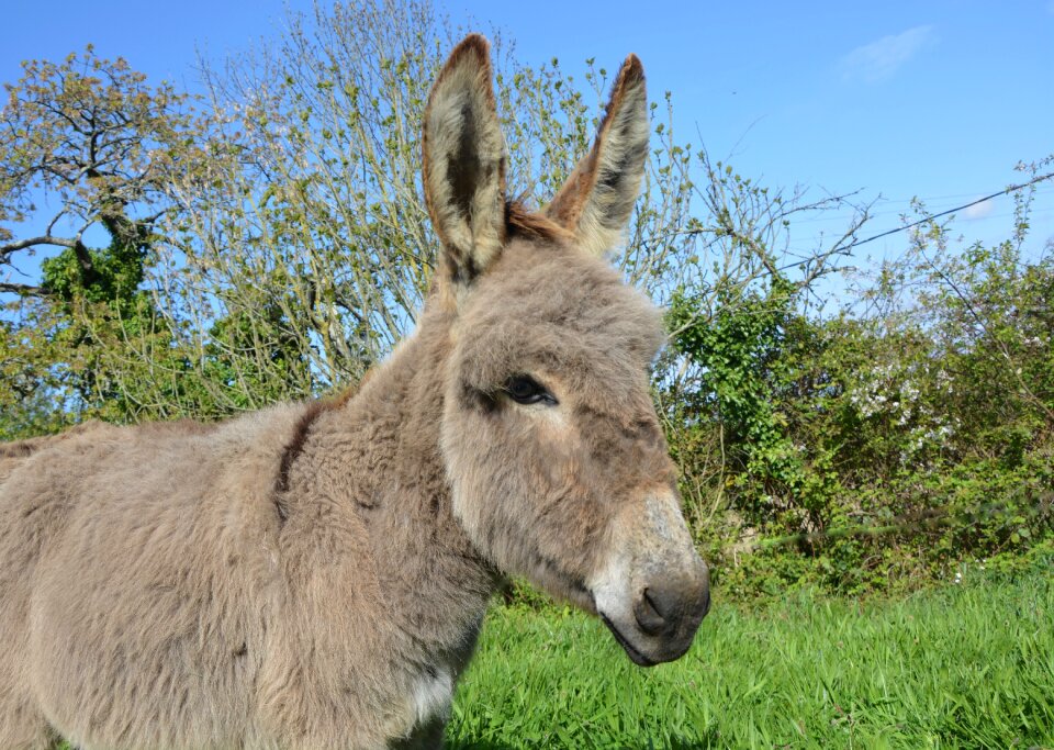 Long ears robust domestic animal photo