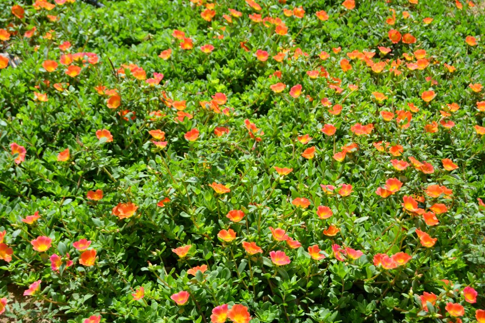 Garden nature plant