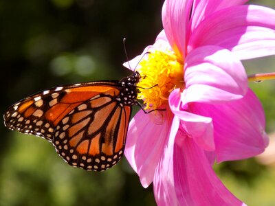 Garden pink flower macro