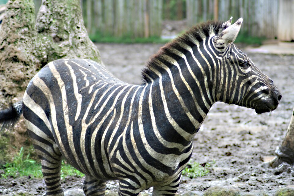 Run black white zoo
