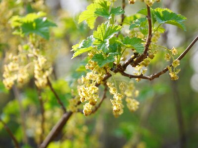 Bloom branch spring