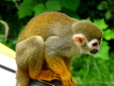 Animal monkey green