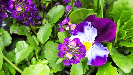 Pansies two-tone garden