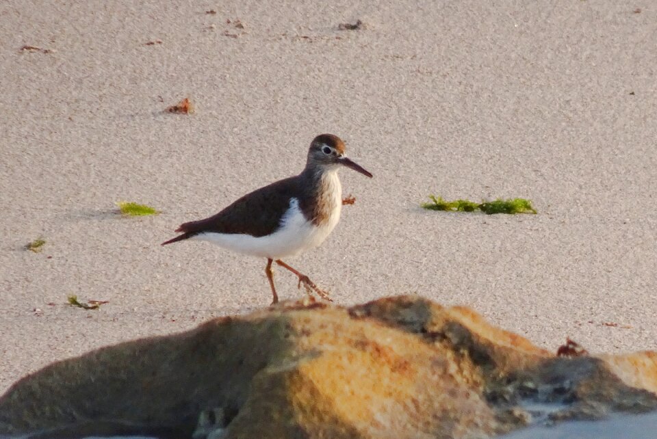 Actitis hypoleucos palearctic wader wildlife