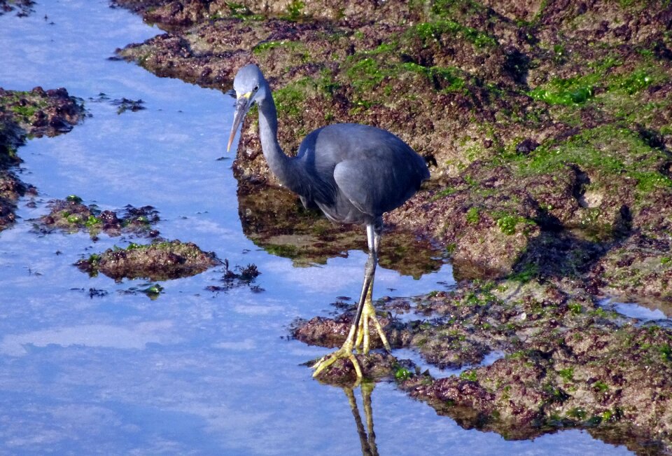 Egretta gularis western reef egret fauna