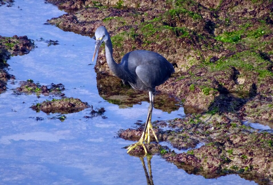 Egretta gularis western reef egret fauna photo