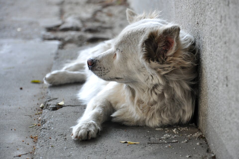 Dog gray melancholy