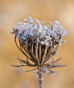 Wild carrot meadow cold