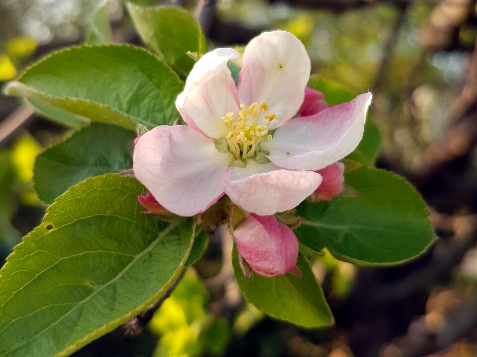 Spring floral flower