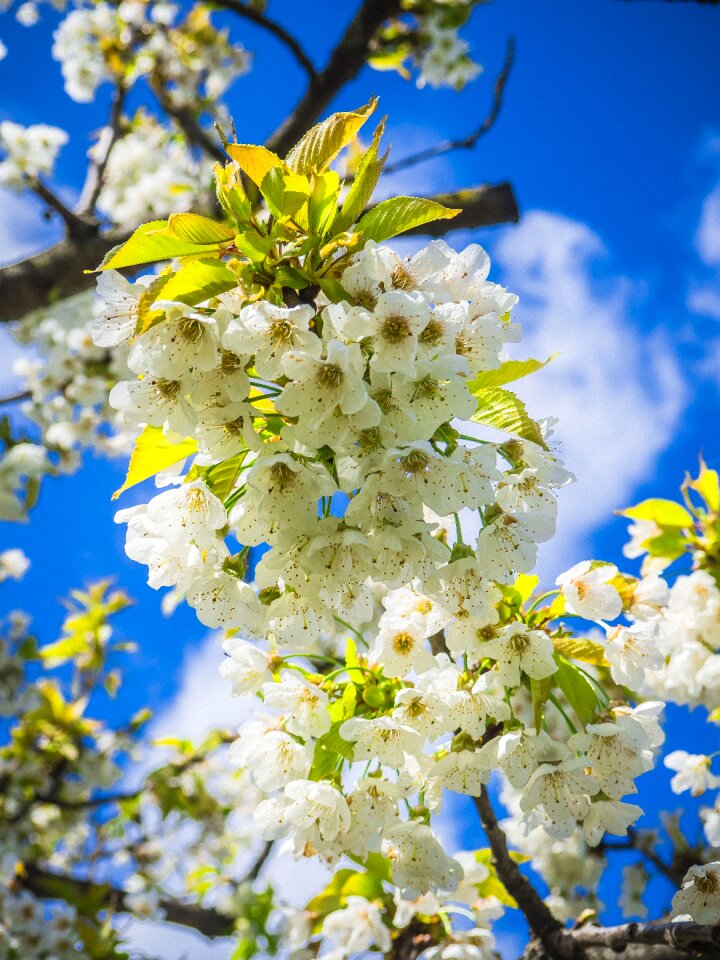 Blossom bloom burgenland