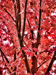 Fall fall colour red leaf photo