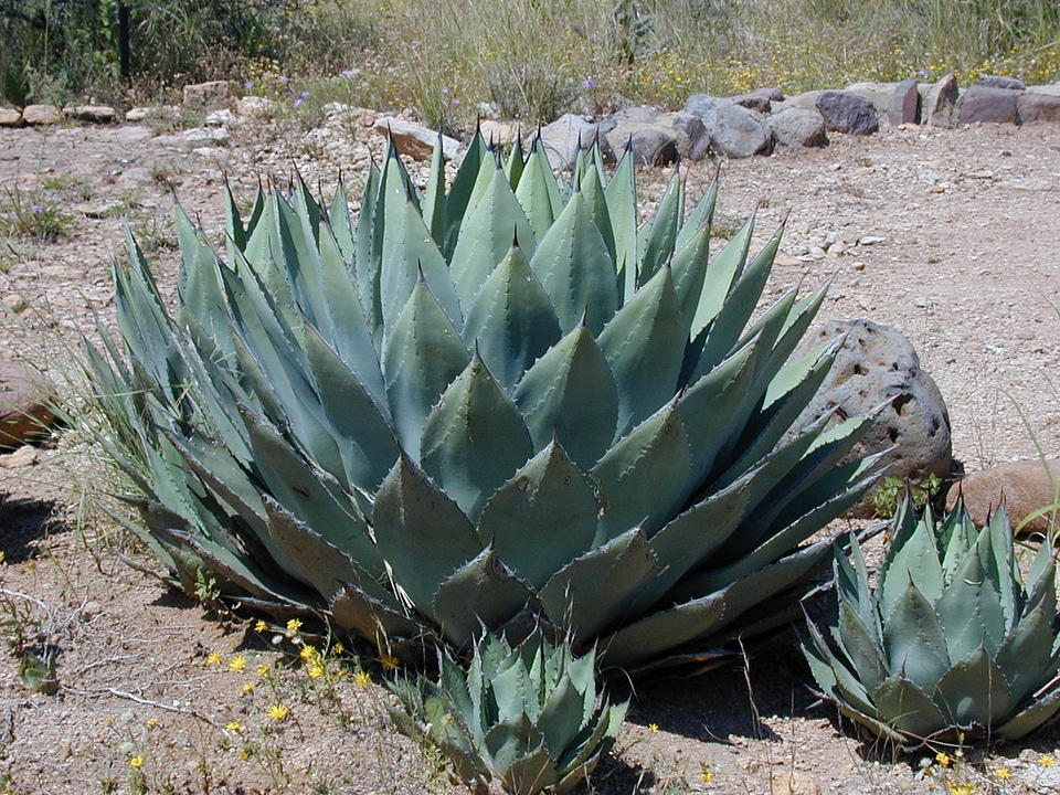 Agave agavengewächs plant