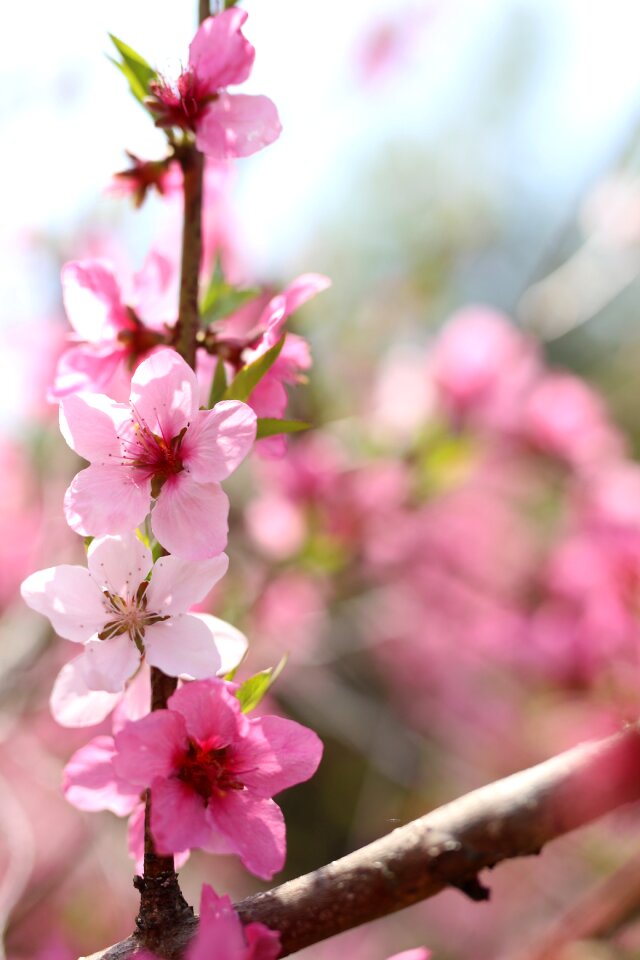 Peach blossom spring flowers pink flower