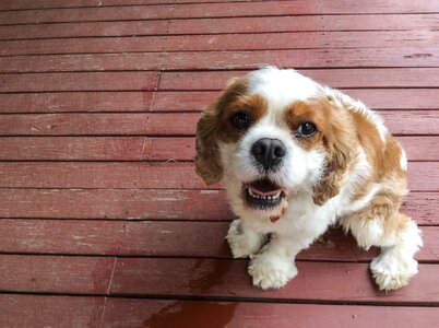 Pet purebred canine