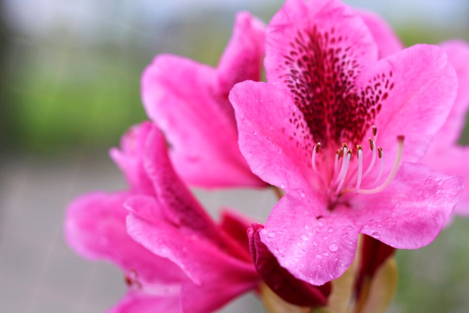Japanese rhododendrons nature