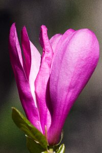 Spring flower magnolia liliiflora photo
