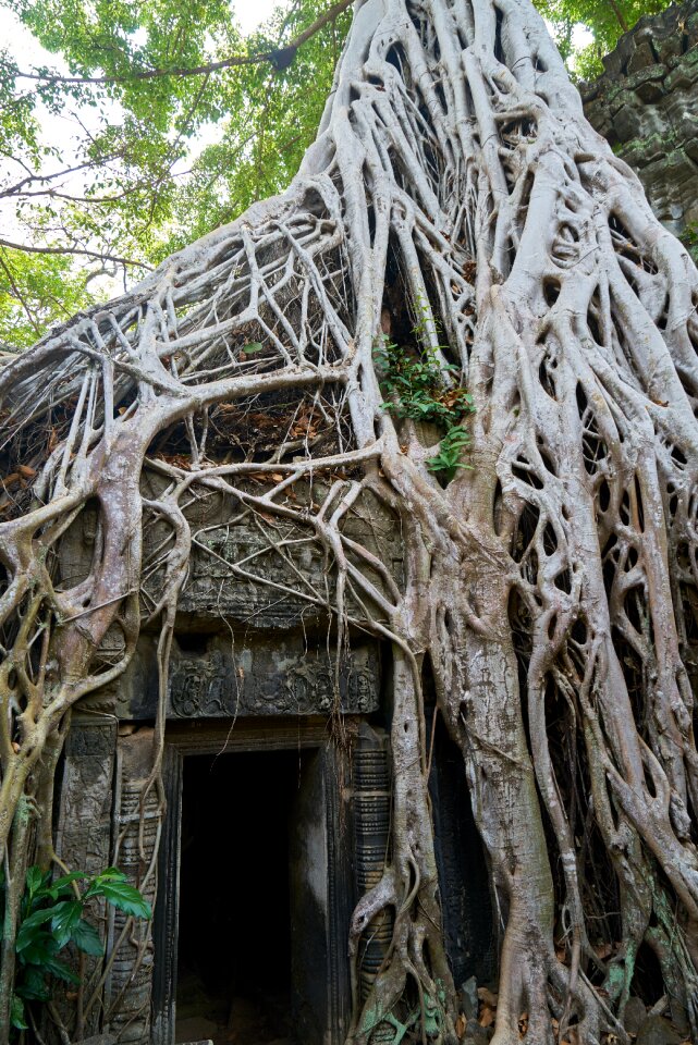 Big old cambodia