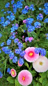 Spring flowers blue pink