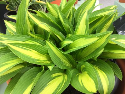 Plantain lily shrub plant