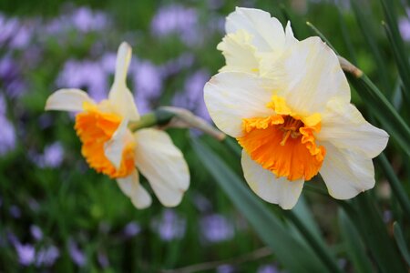 Blooming nature green