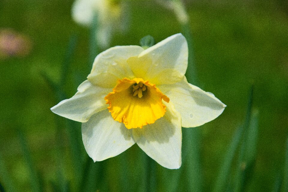Yellow white blossom