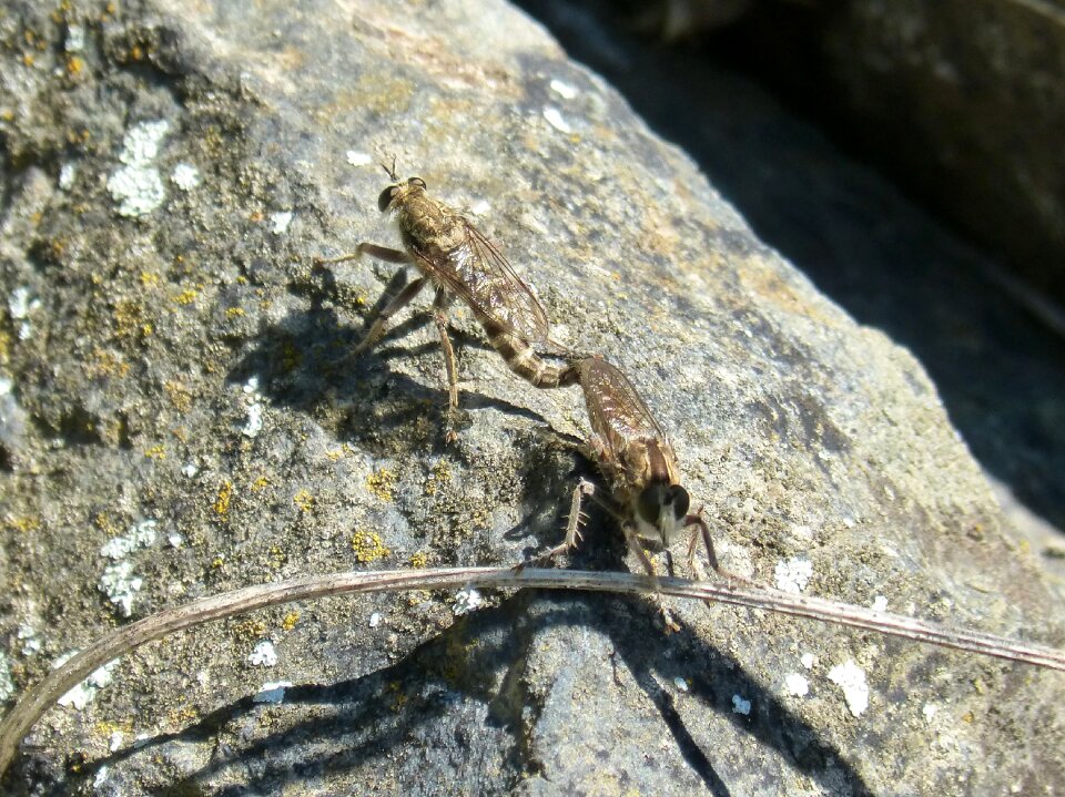 Insects reproduction insects mating