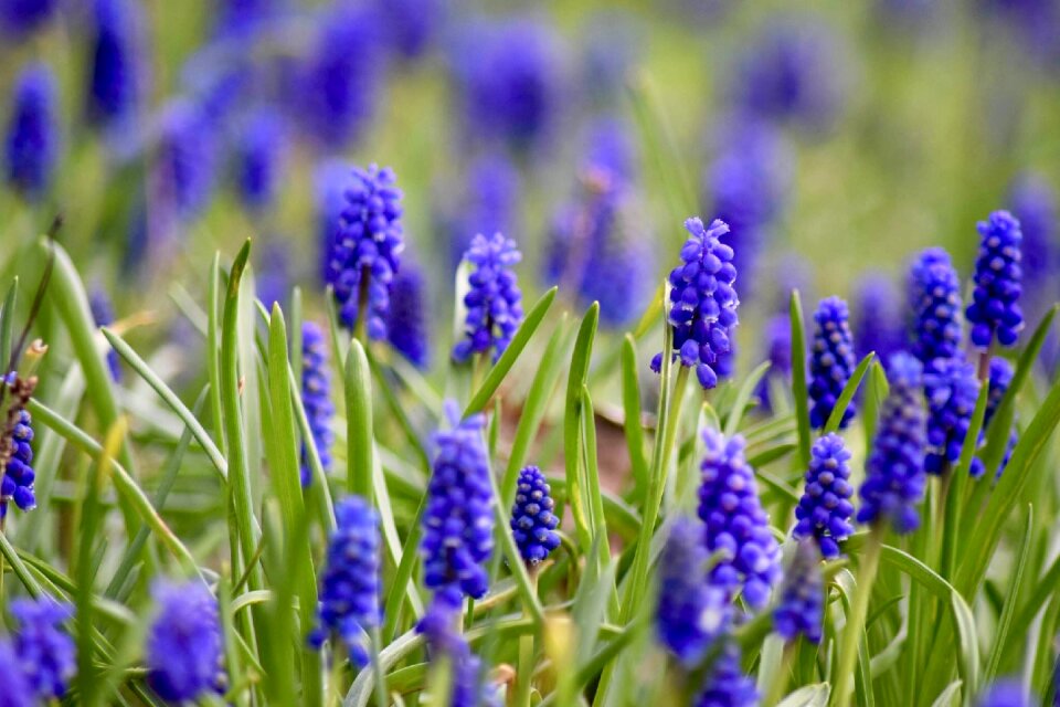 Perl hyacinth flowers purple photo