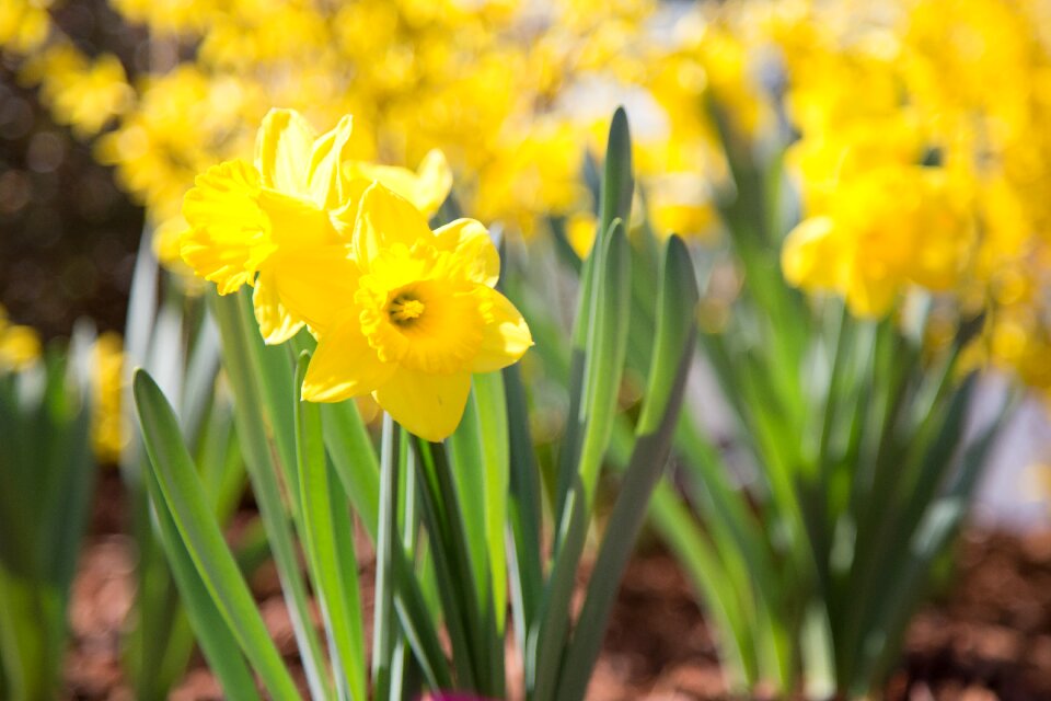 Daffodils flower nature