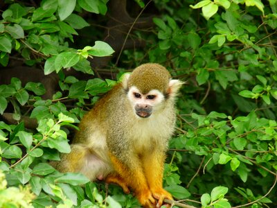 Animal monkey green