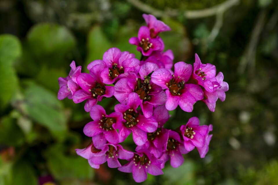 Nature garden decoration blossom