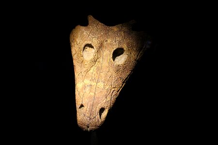 Head animal museum
