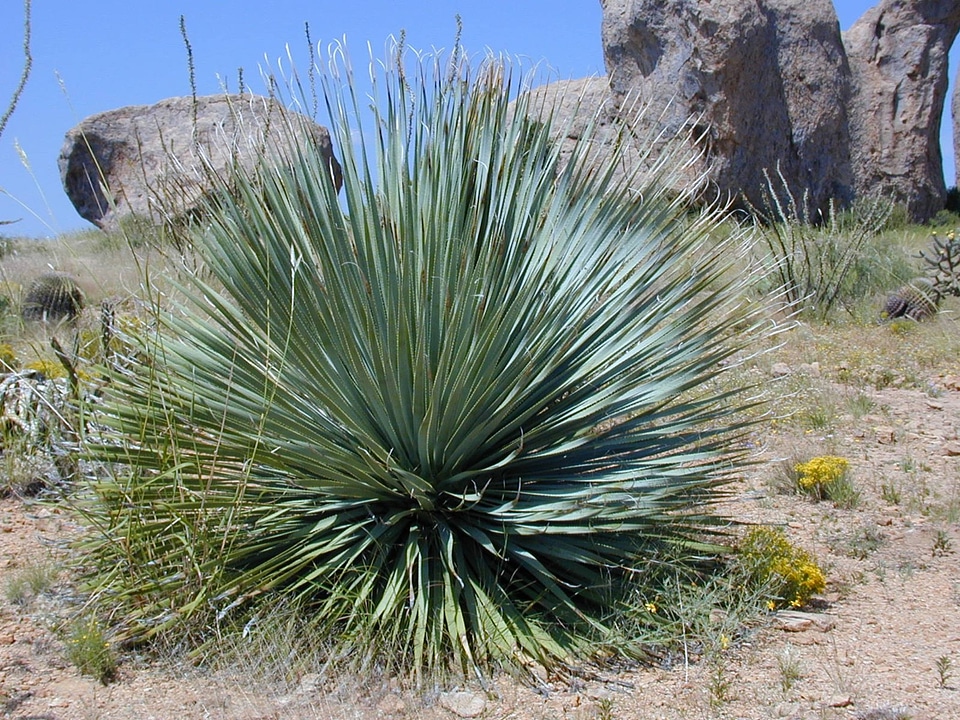 Plant spur pointed